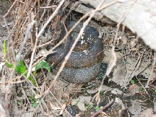 Northern water snake