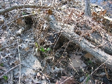 Northern water snake