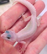 Blizzard Gecko?