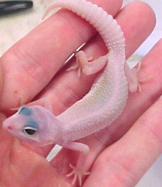 Blizzard Gecko?