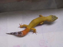 carrot tail male