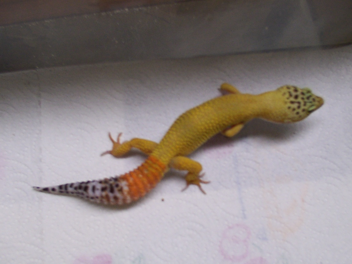 carrot tail male
