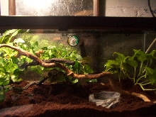 u.phantasticus setup