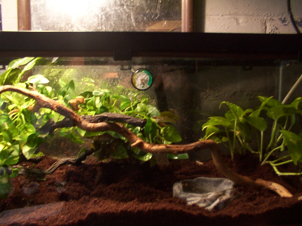 u.phantasticus setup