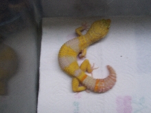 tang albino male