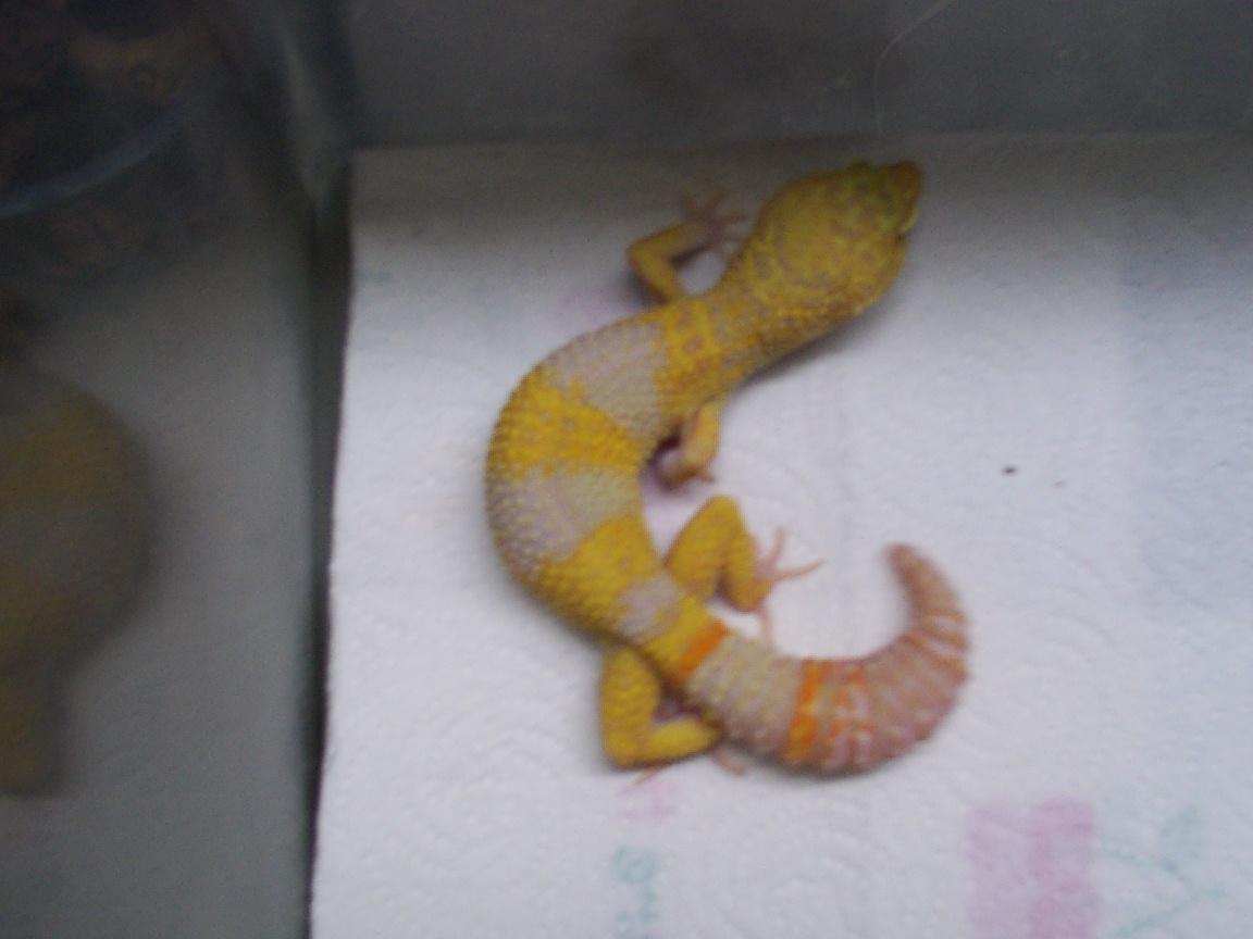 tang albino male