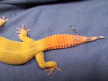 Hiss X albey male