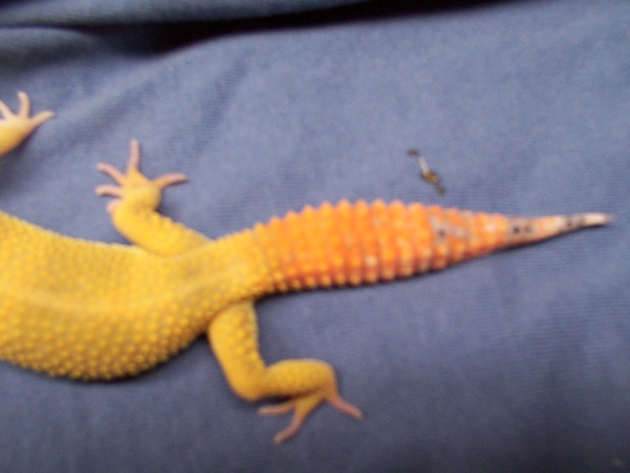 Hiss X albey male