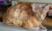 here kitty kittty kitty????
