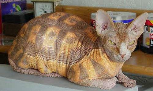 here kitty kittty kitty????