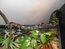 Doughnut trying to escape