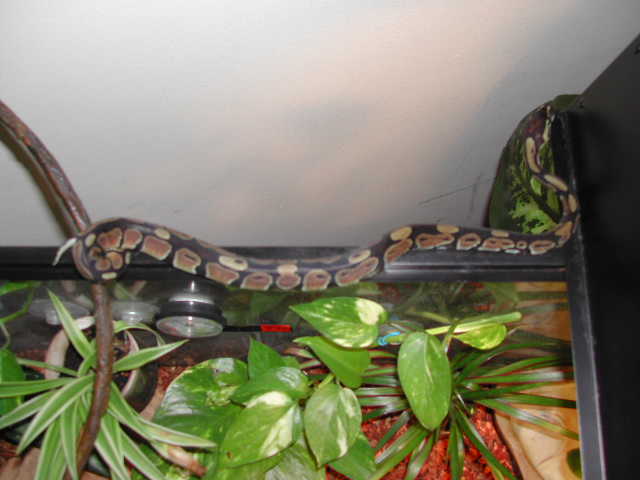 Doughnut trying to escape