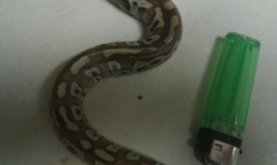 Started force feeding 1/3/12