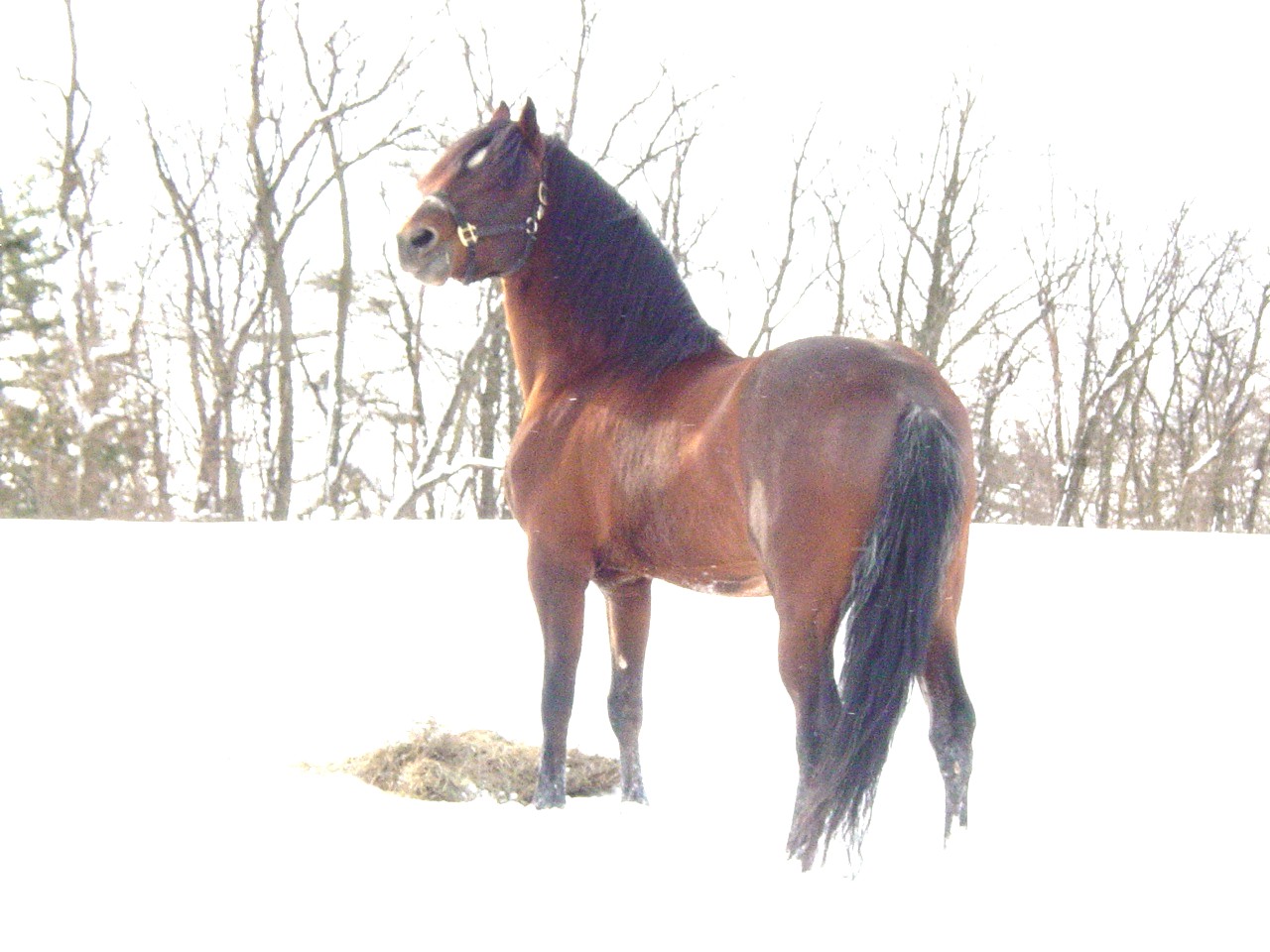 Juan in snow