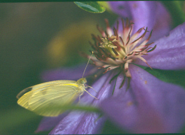 CabbageMoth on Clematis