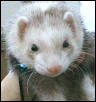 Rikki 12/25/97-6/18/03