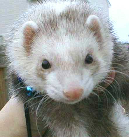 Rikki 12/25/97-6/18/03