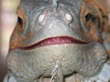 great white teeth