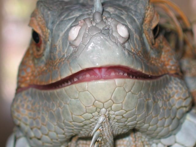 great white teeth