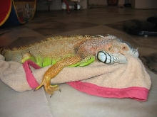 Midori takes the towel as a mating partner ?!