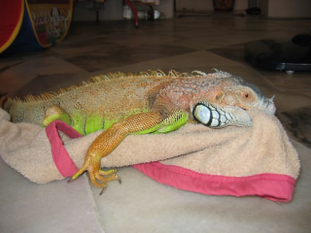 Midori takes the towel as a mating partner ?!