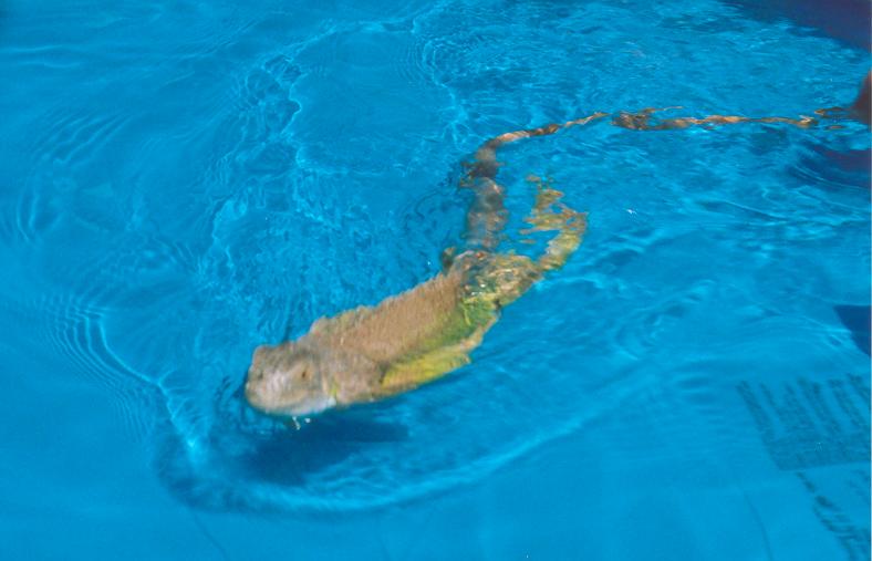 Midori having a swim in his private pool