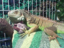 midori n his toy