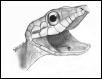 Parrot Snake