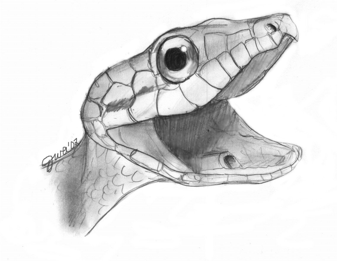 Parrot Snake
