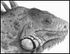 iguana