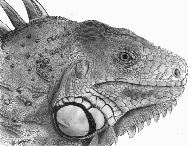 iguana