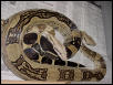 Striped boa