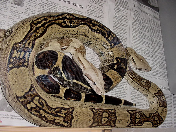 Striped boa