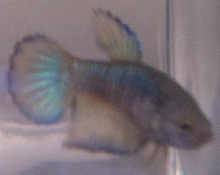 Female Betta
