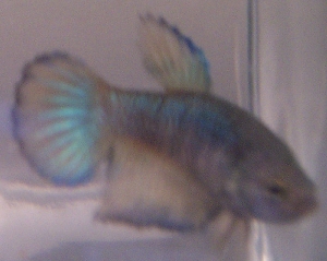 Female Betta