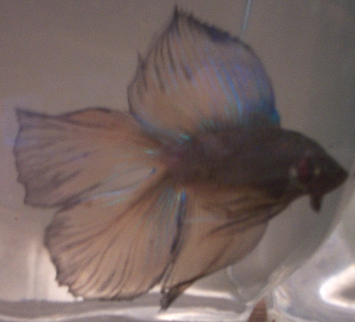 Male Betta