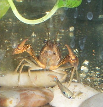 Crayfish: King of the Guppies