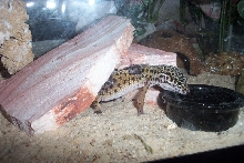 Leopard Gecko Eating