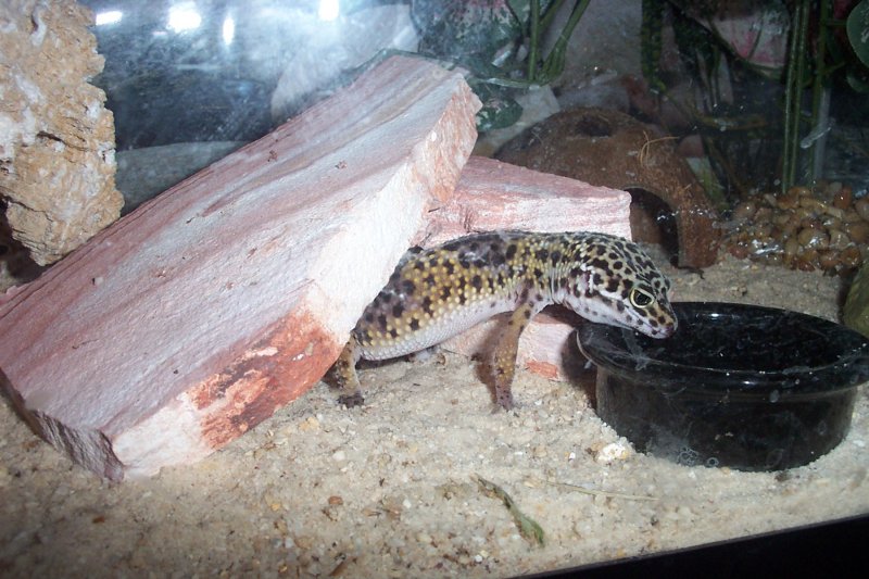 Leopard Gecko Eating