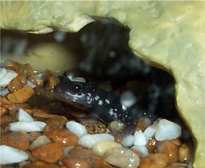 Salamander