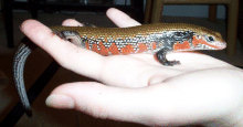Fire skink