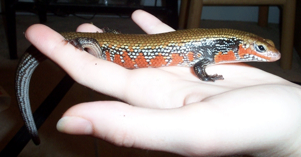 Fire skink