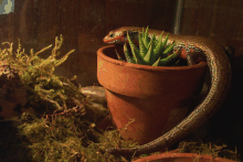 Fire Skink