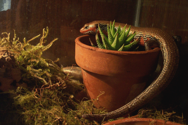 Fire Skink
