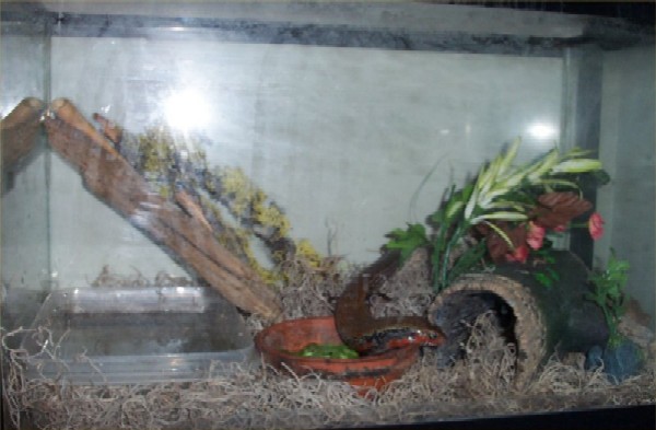 Fire Skink