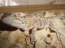 $30 Beardies