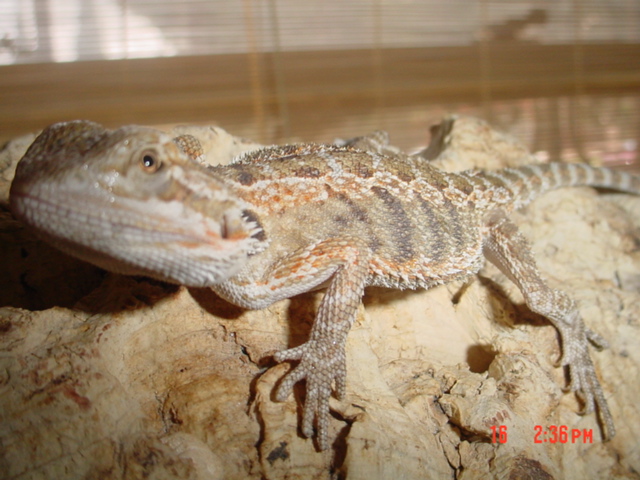 $30 Beardies