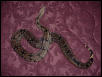 Female Bolivian