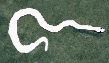 Leucistic Boa Joke