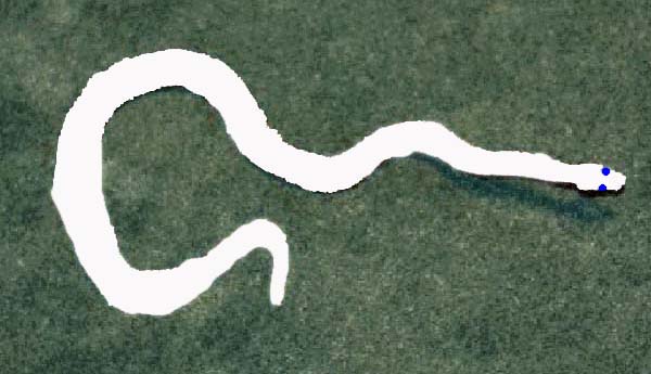 Leucistic Boa Joke